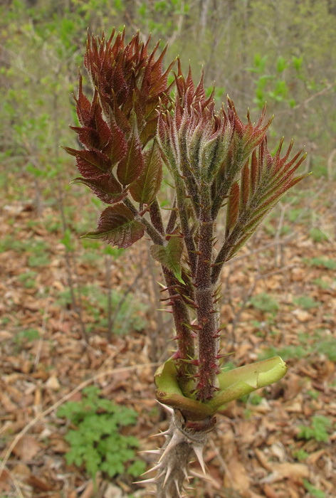 Изображение особи Aralia elata.