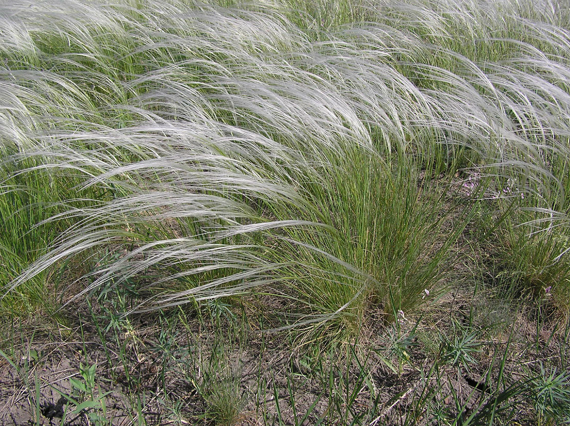 Изображение особи Stipa lessingiana.