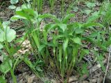 Arisaema amurense