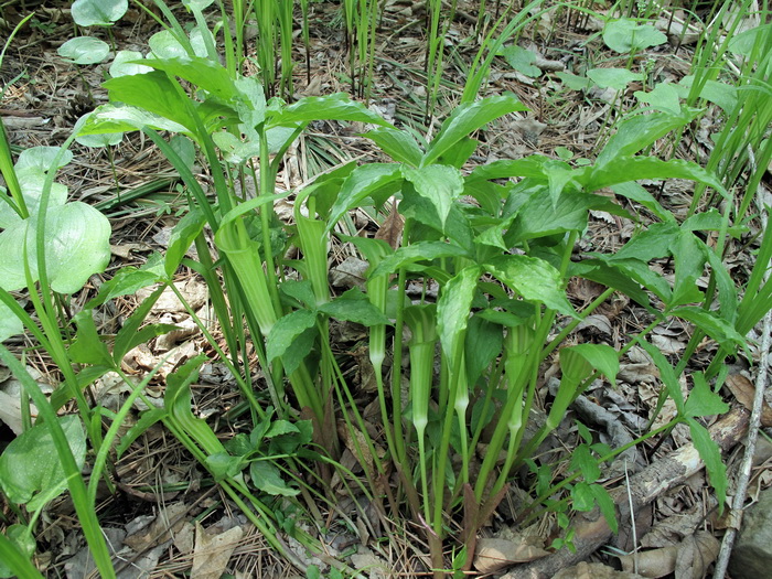 Изображение особи Arisaema amurense.