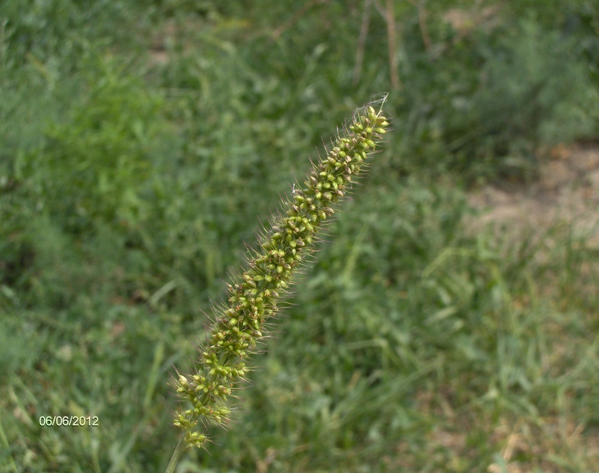 Изображение особи Setaria verticillata.