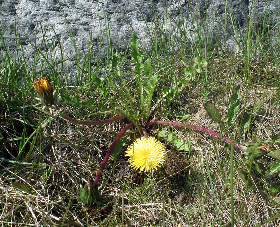 Image of genus Taraxacum specimen.