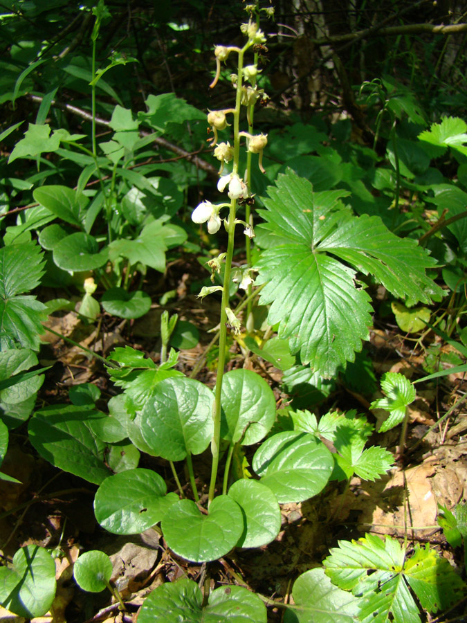 Image of Pyrola rotundifolia specimen.