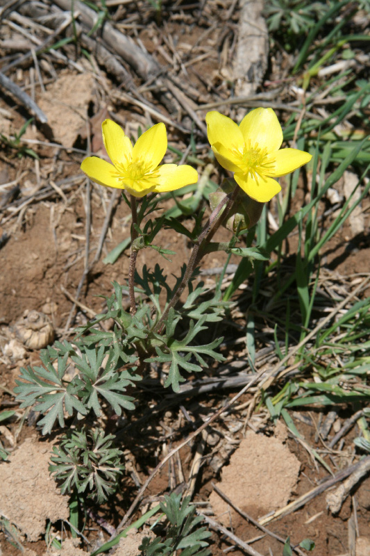 Изображение особи Anemone petiolulosa.