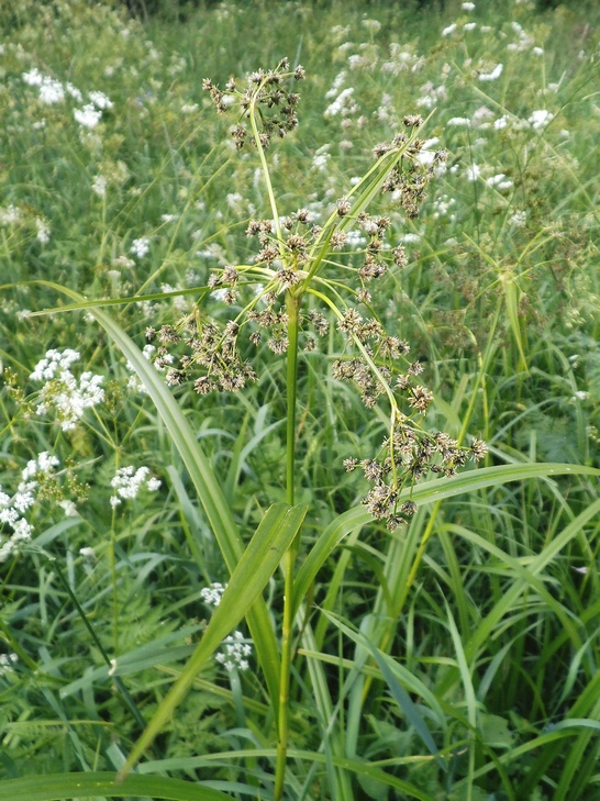 Image of Scirpus sylvaticus specimen.