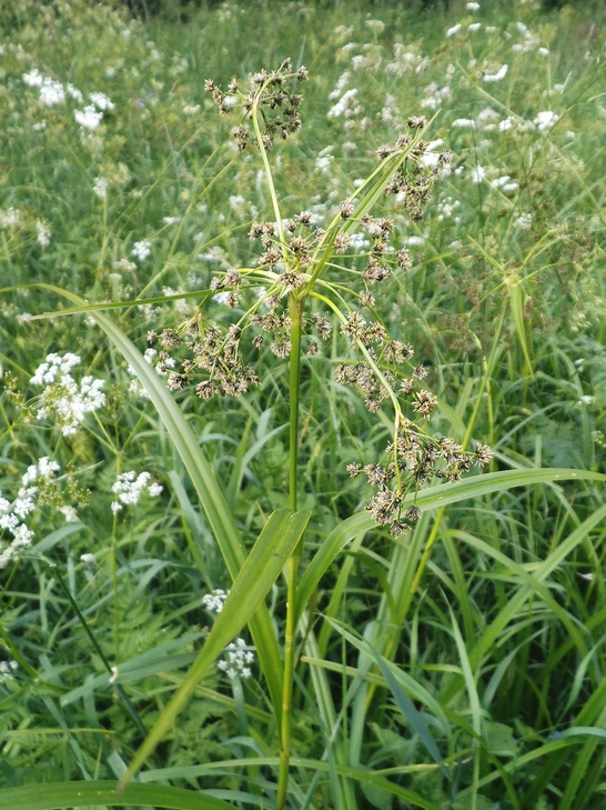 Изображение особи Scirpus sylvaticus.