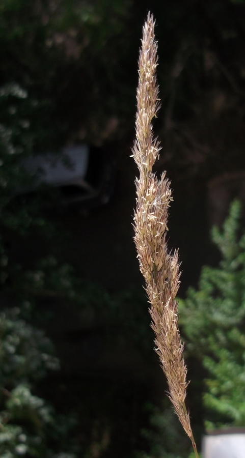Image of Calamagrostis extremiorientalis specimen.