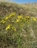 Senecio jacobaea. Верхушка цветущего растения. Крым, окр. Феодосии, Лисья бухта. 9 июля 2012 г.