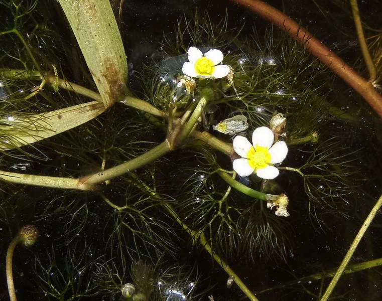 Image of Ranunculus × glueckii specimen.