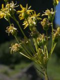 Tephroseris subfloccosa. Соцветие. Кабардино-Балкария, Зольский р-н, долина Джилы-Су. 27.07.2012.