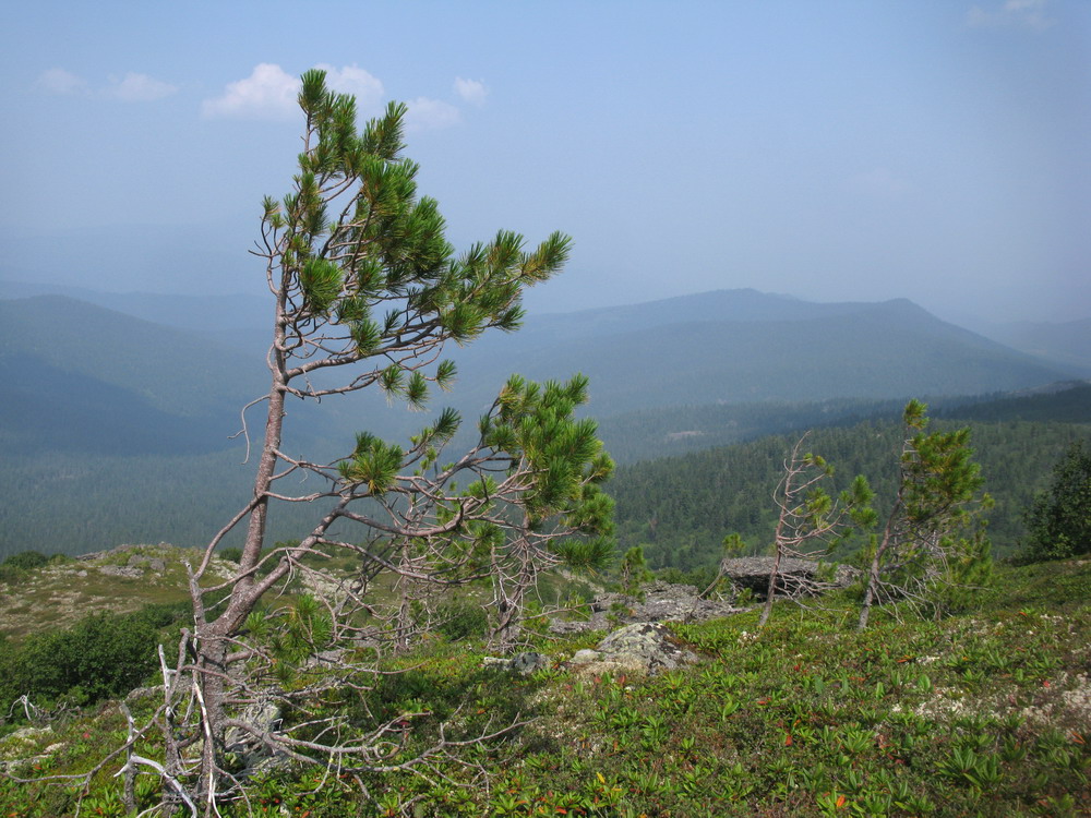 Изображение особи Pinus sibirica.