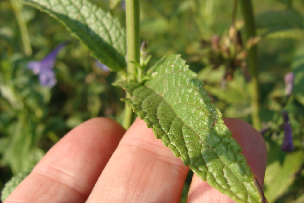 Image of Nepeta sibirica specimen.