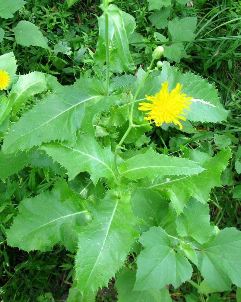 Изображение особи Sonchus oleraceus.