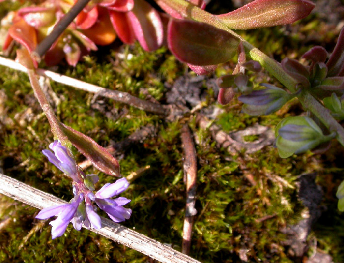 Image of Polygala amarella specimen.