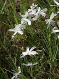 Phlox subulata. Цветущие растения. Ленинградская область, дер. Дубки, в культуре. 27.05.2012.