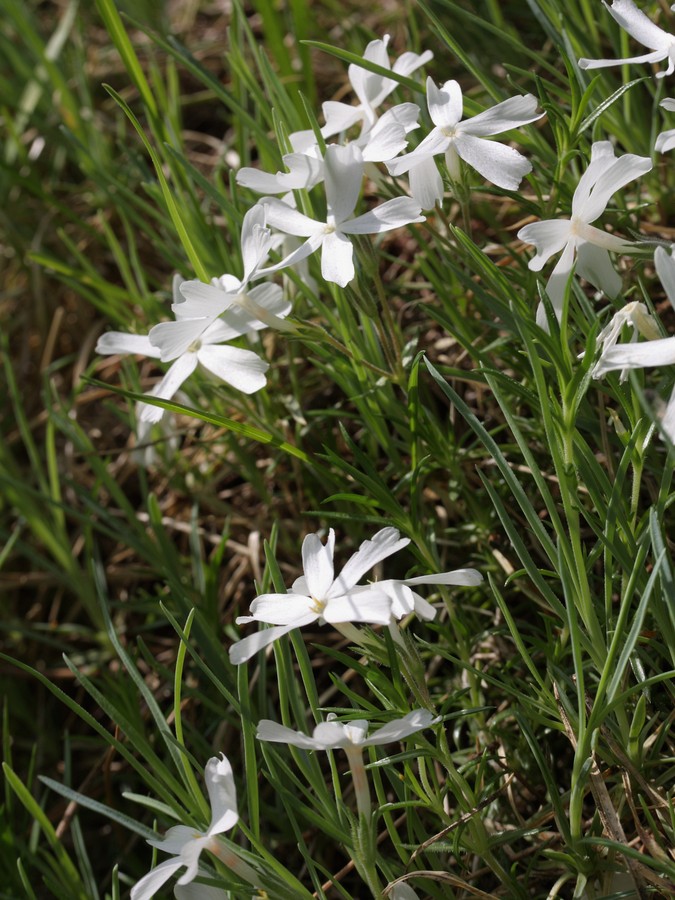 Изображение особи Phlox subulata.