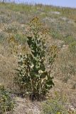 Inula macrophylla. Отцветающее растение. Южный Казахстан, нижний Боролдай, лощина Акжар. 03.06.2012.