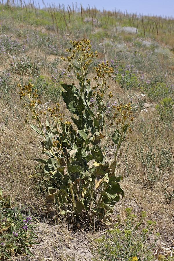 Изображение особи Inula macrophylla.