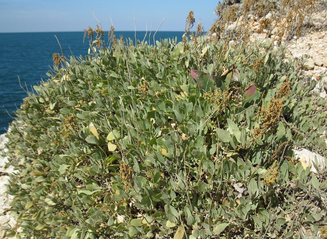 Изображение особи Halimione verrucifera.