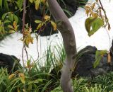 Styrax japonicus