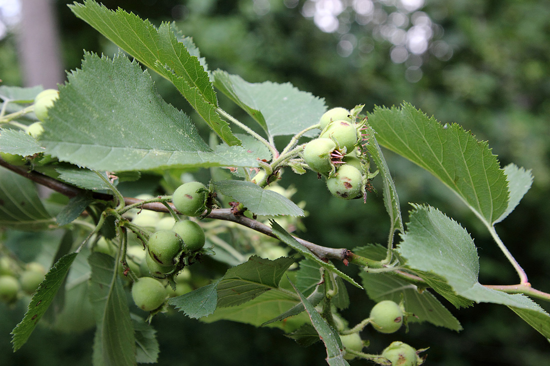 Image of Crataegus coccinioides specimen.