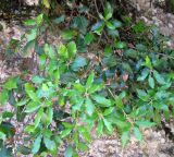 Quercus castanea. Ветви. Испания, Каталония, Барселона, монастырь Монтсеррат, у тропы по склону горы. 25.06.2012.