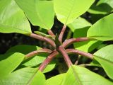 Magnolia hypoleuca