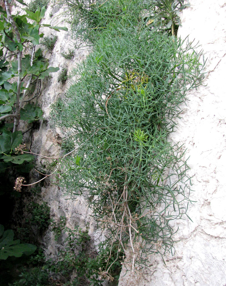 Image of Crithmum maritimum specimen.