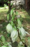 Yucca gloriosa. Верхушка соцветия, поражённого тлёй. Абхазия, Гагрский р-н, г. Пицунда, 10.06.2012.