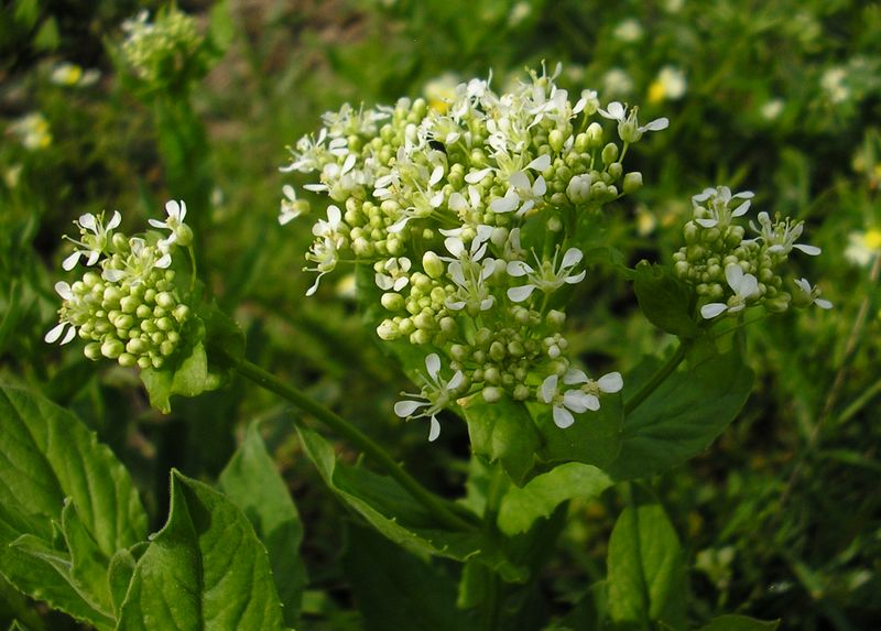 Image of Cardaria draba specimen.