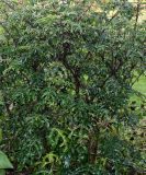 Solanum atropurpureum