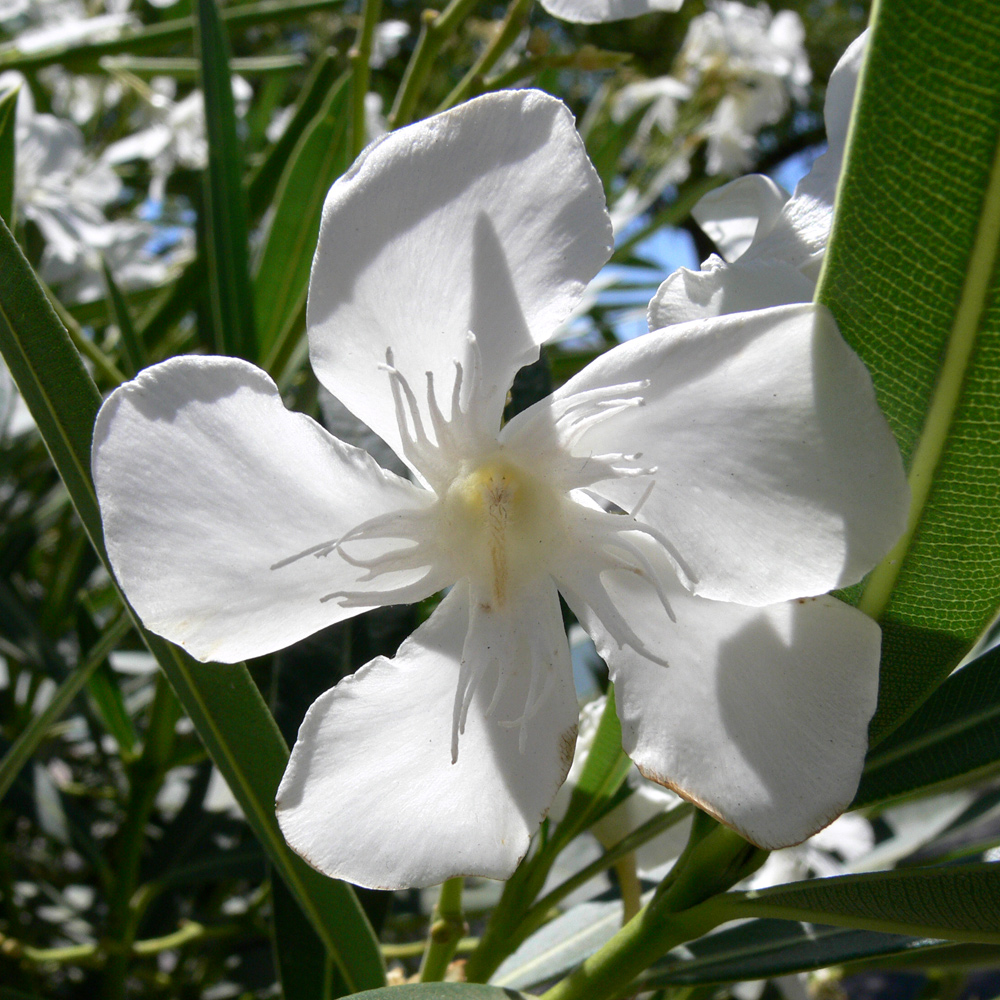 Изображение особи Nerium oleander.