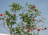 Erythrina corallodendron