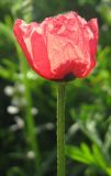 Papaver hybridum. Цветок. Израиль, г. Беэр-Шева, рудеральное местообитание. 16.02.2013.