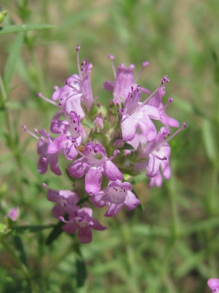 Image of Thymus pallasianus specimen.