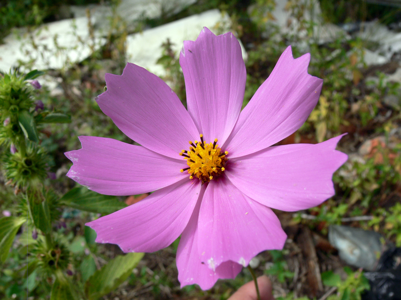 Image of Cosmos bipinnatus specimen.
