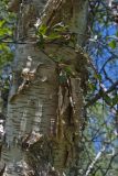 Betula microphylla