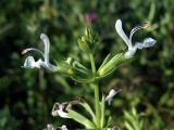 Salvia macrosiphon