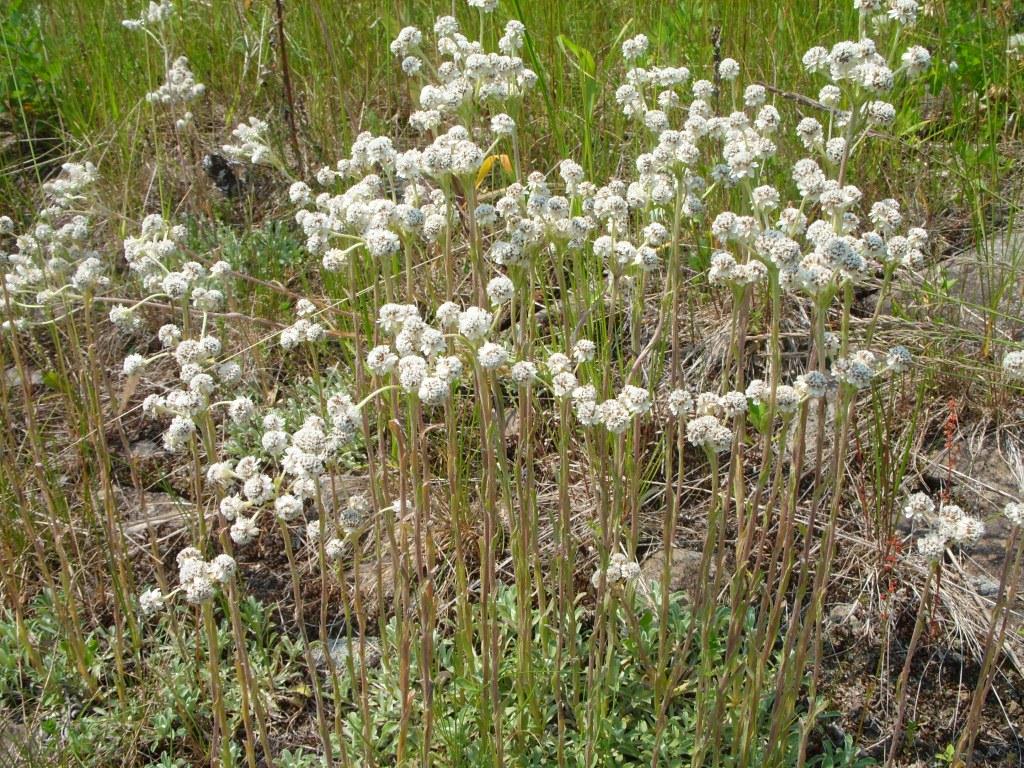 Изображение особи Antennaria dioica.