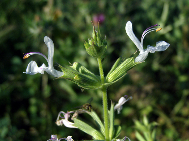 Image of Salvia macrosiphon specimen.