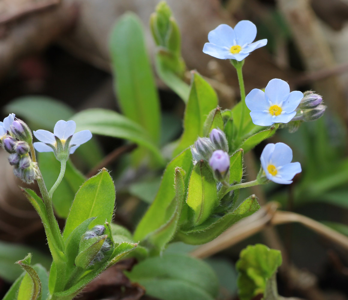 Изображение особи Myosotis amoena.