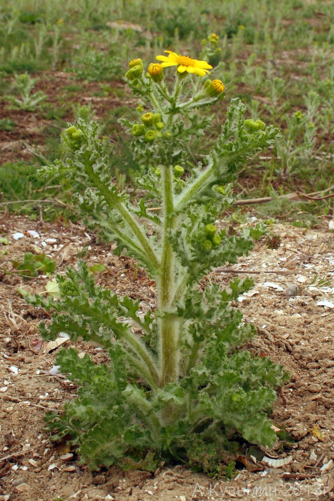 Изображение особи Senecio vernalis.