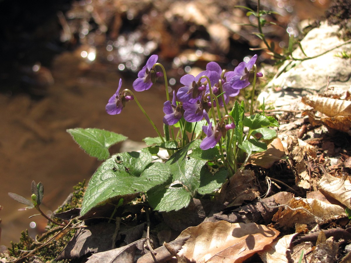 Image of Viola dehnhardtii specimen.