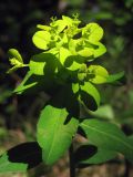 Euphorbia tauricola. Соцветие. Горный Крым, буковый лес в окр. с. Соколиное. 5 мая 2013 г.