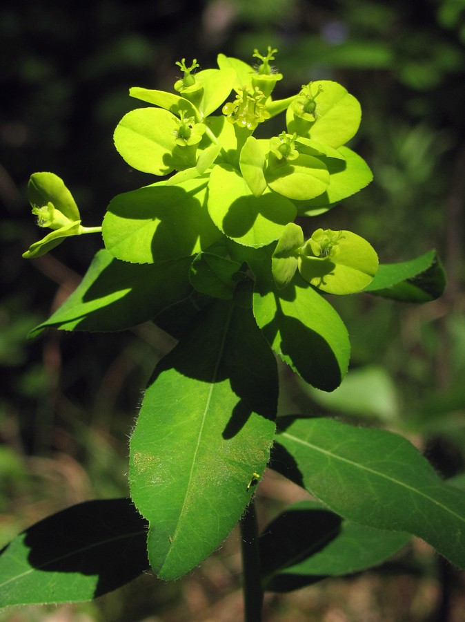 Изображение особи Euphorbia tauricola.