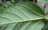 Ficus pumila. Фрагмент нижней стороны листа со взрослого плодоносящего растения. Израиль, г. Беэр-Шева, кампус университета, озеленение. 11.05.2013.