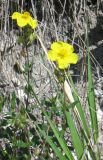 Helianthemum nummularium