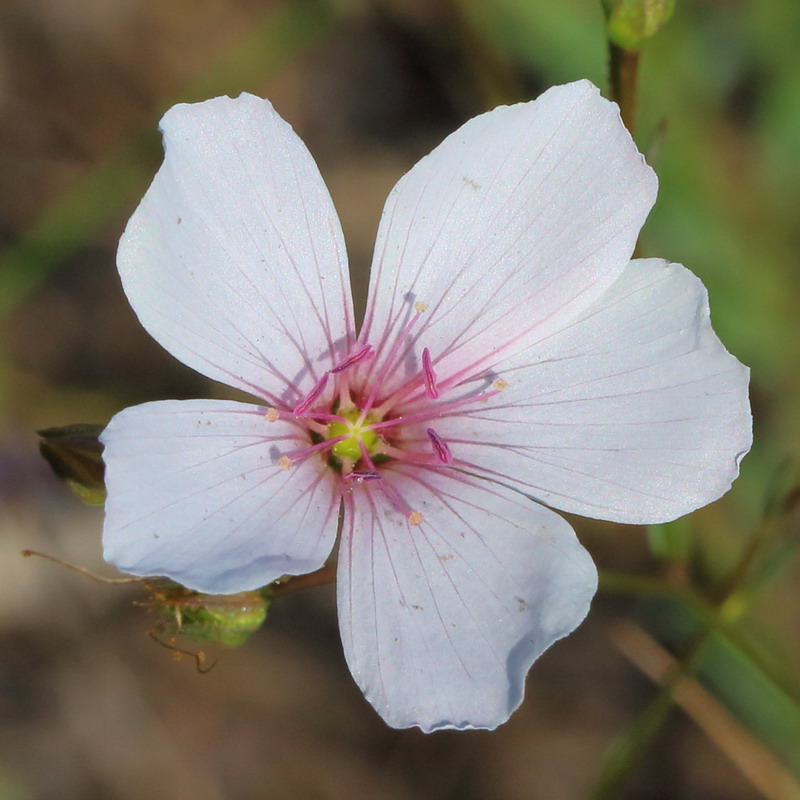 Image of Linum tenuifolium specimen.