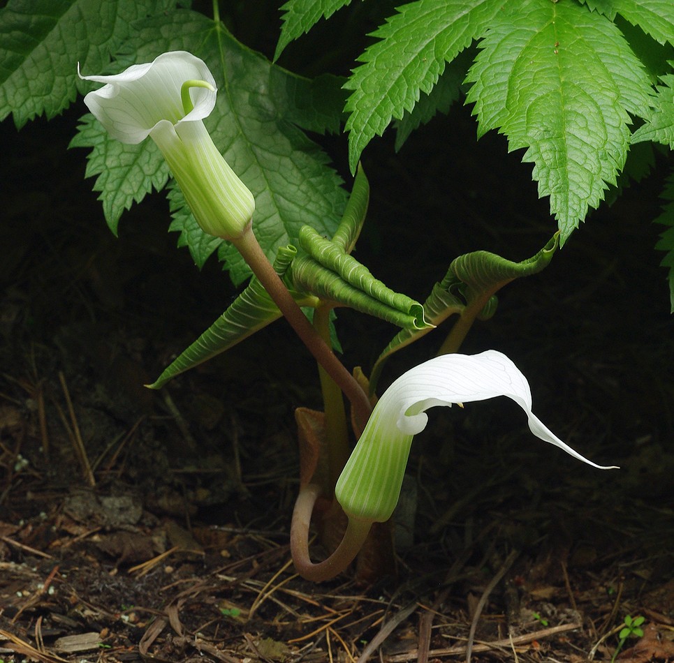 Изображение особи Arisaema sikokianum.