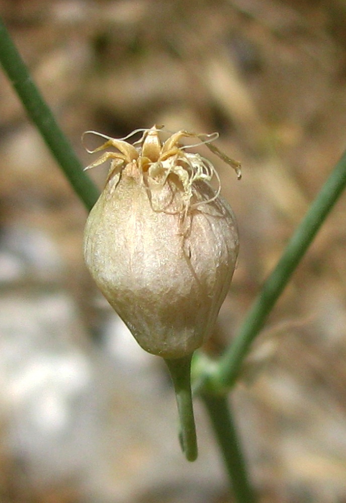 Изображение особи Oberna crispata.